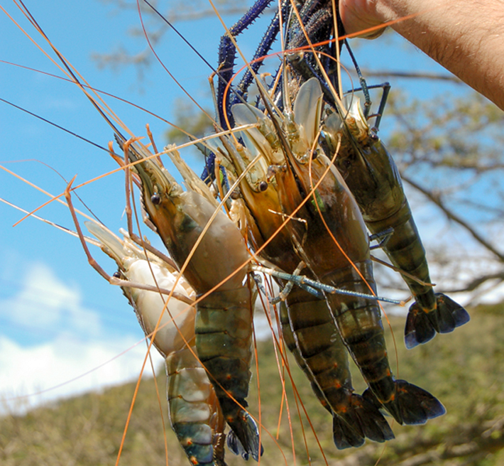 Table d'hôte du Parc Aquacole, Pointe Noire, voyage en Guadeloupe Insolite.
