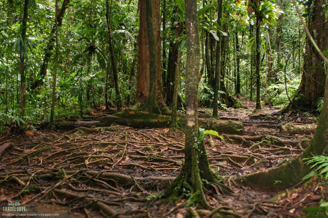 Cascade-saut-des-trois-cornes-jungle