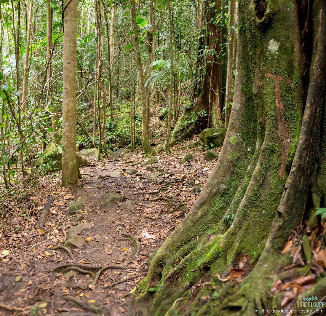 Randonnee-cascade-saut-des-trois-cornes-sainte-rose-guadeloupe