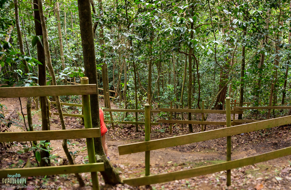 depart-randonnee-cascade-saut-des-trois-cornes-sainte-rose-guadeloupe