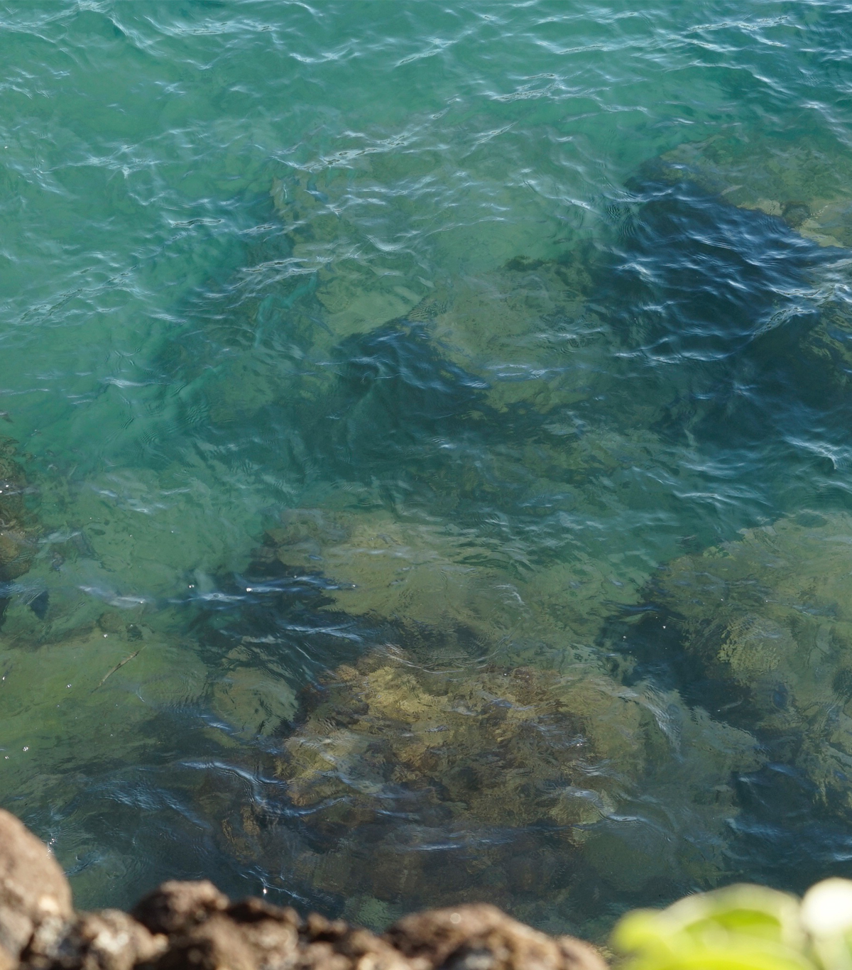 snorkeling-guadeloupe-pmt-conseils-pratiques-eviter-danger