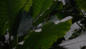 backgroud-jungle-guide-insolite-guadeloupe-b