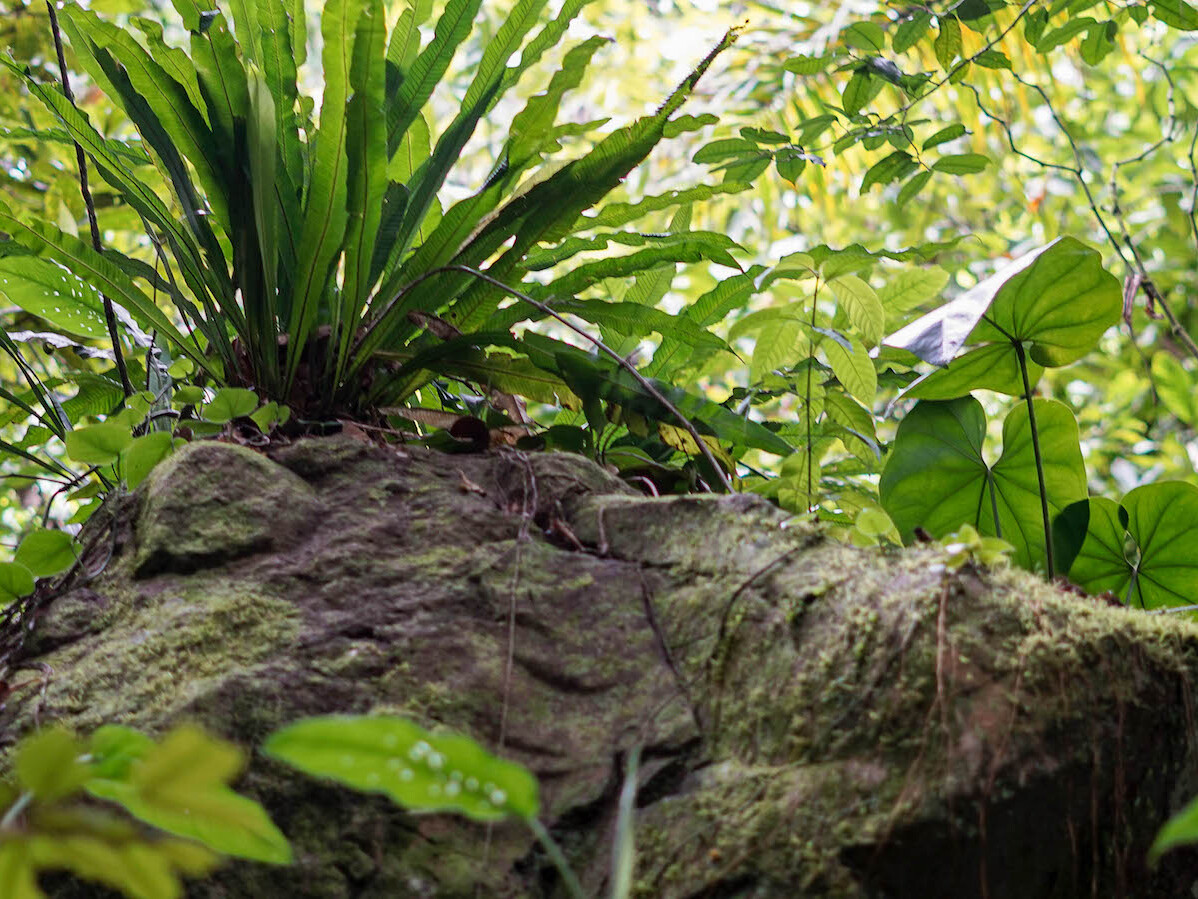 Roche forêt, conseils randonnées Guadeloupe, évitez les dangers