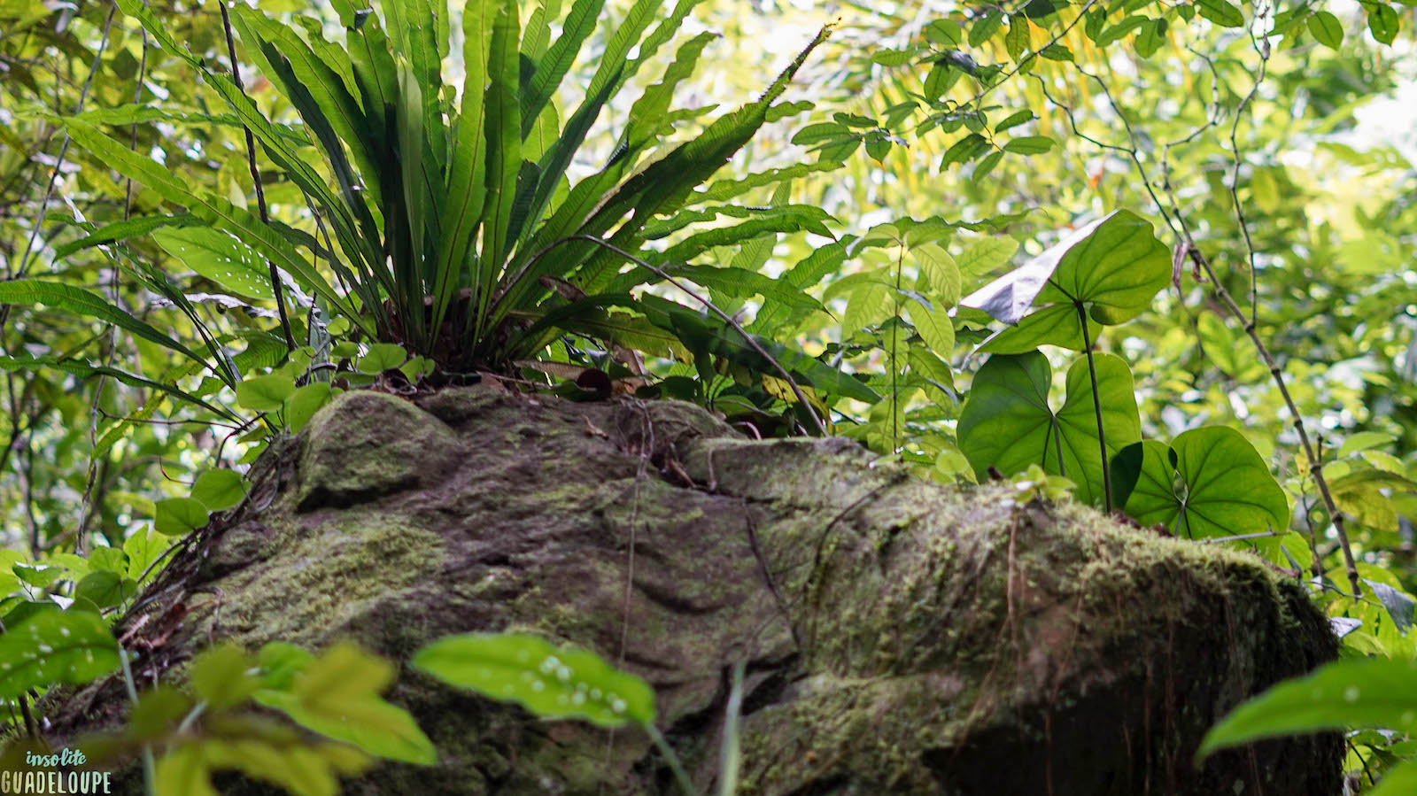 Roche forêt, conseils randonnées Guadeloupe, évitez les dangers