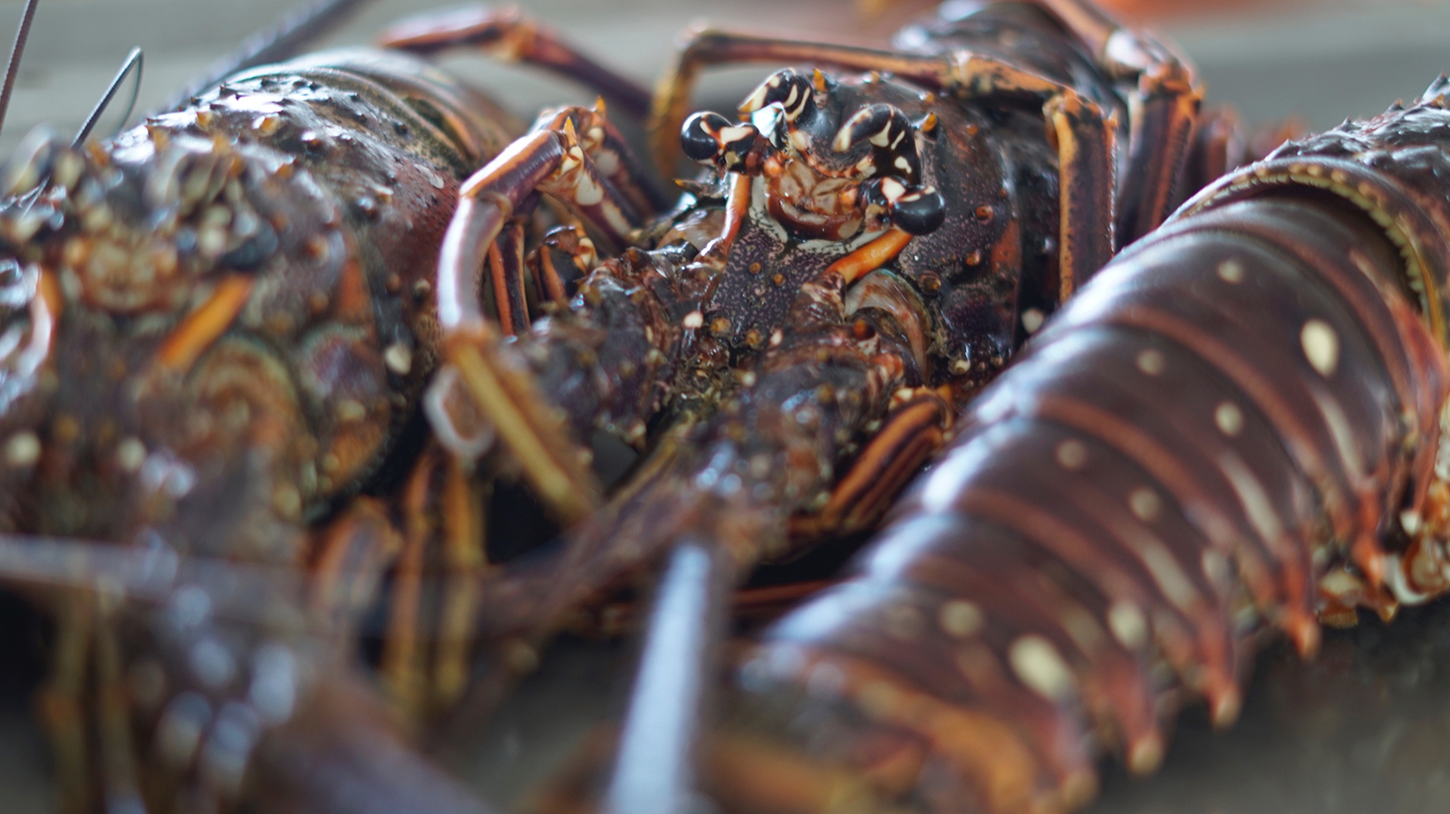 Langoustes, Marché aux poissons de Baille-Argent, Insolite Guadeloupe.