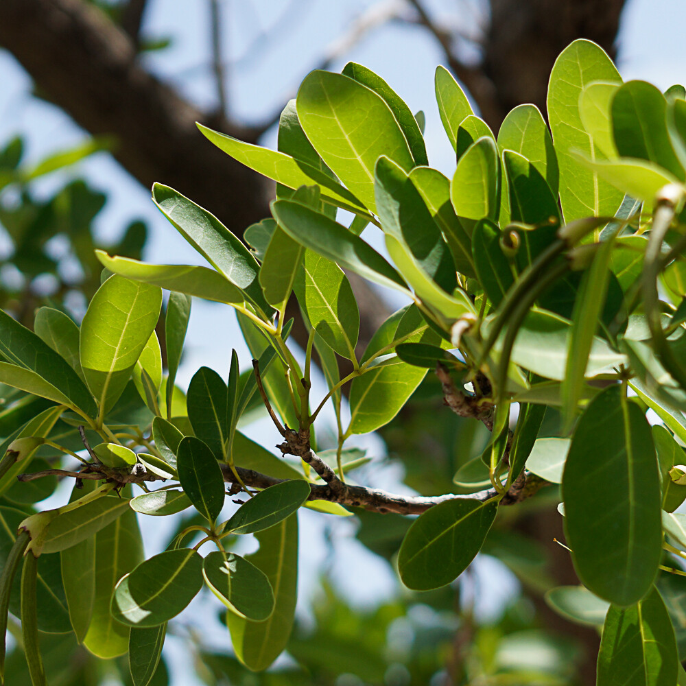 Ilets-Pigeons-Malendure-Reserve-cousteau-excursion-guadeloupe-kayak-canoe-mer-insolite-mancenillier toxique
