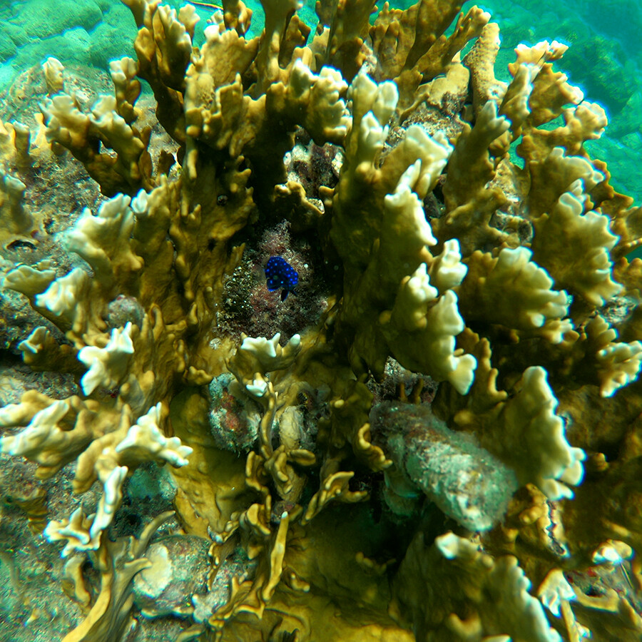 excursion-&icirc;lets-Pigeon-Danger-Corail-de-feu-Demoiselle-&agrave;-queue-jaune-insolite-guadeloupe-voyage